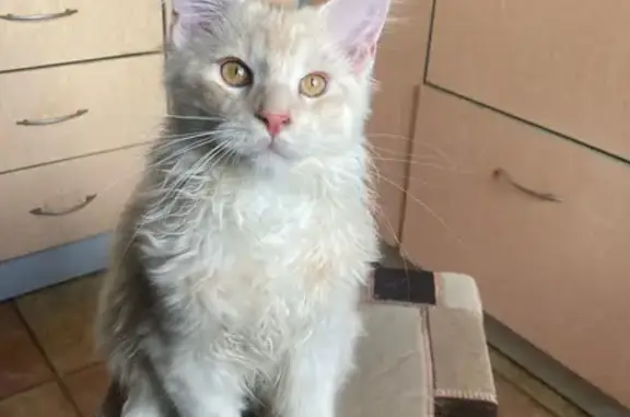 Потерянные животные Смоленск, фото: Пропала кошка Симба на Хлебозаводском переулке 9 в Смоленске