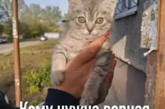 Найдена кошка на улице Гущина, 185 в Барнауле