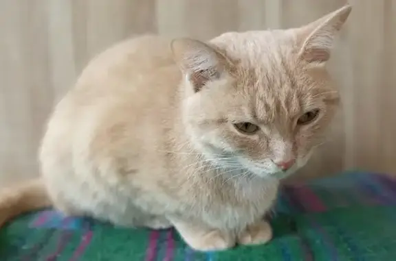 Найдена кошка на ул. Фрезеровщиков, 39