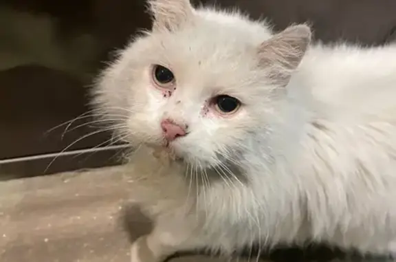 Найден белый кот с желтым ошейником на Московской, 82