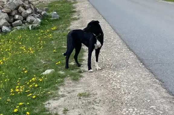 Найдена собака в Казани, черно-белый окрас.
