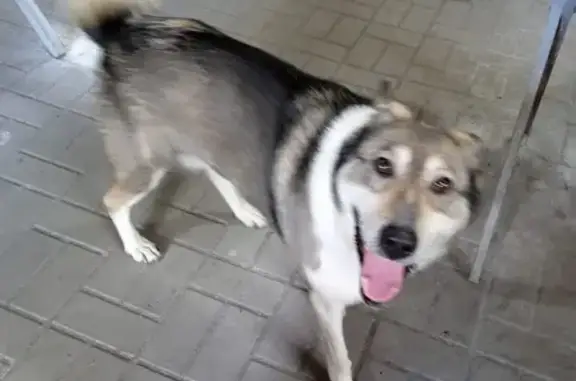 Пропала собака Лайка на Центральной, Балахна