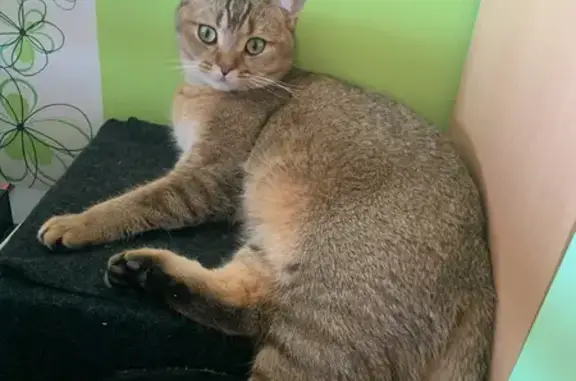 Кошки потеряшки, Тольятти, фото: Потеряшка кошка Хося на бульваре 50 лет Октября, 53А