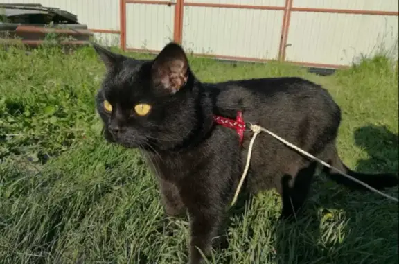 Пропала черная кошка на Заводской, 8 в Подольске.