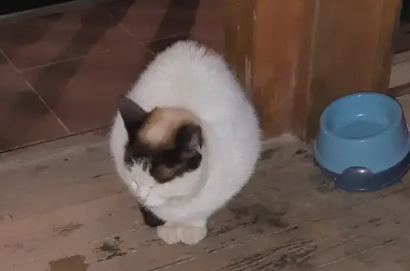 Найдена кошка в СНТ Спутник, Московская область
