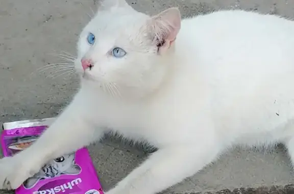 Белый кот с голубыми глазами найден в Ломоносове