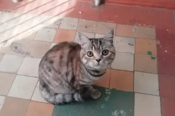Найдена кошка на ул. Ткачева, 10 в Оренбурге