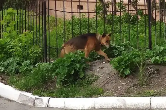 Найдена собака на Съездовской, Омск