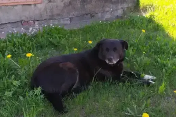 Найдена собака на Октябрьской, 1 к1 в Великом Новгороде