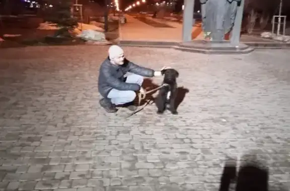 Пропала собака на Туркестанской улице, Оренбург.
