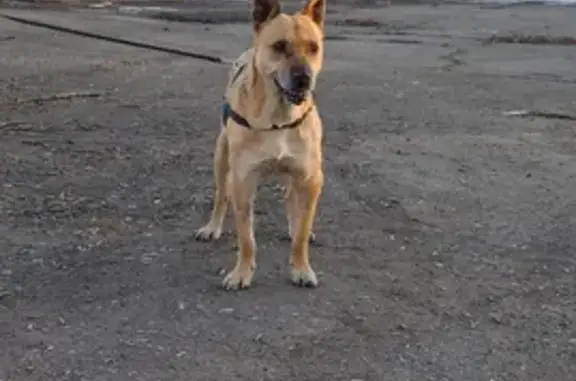 Найдена собака Берта в Новокузнецке, ищет дом 🐶💓