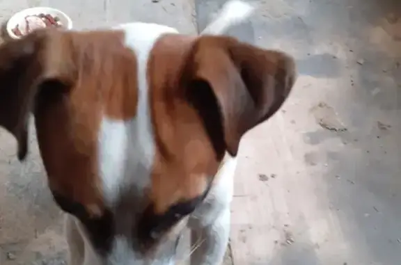Собака Джек-рассел найдена на улице Комсомола, 80