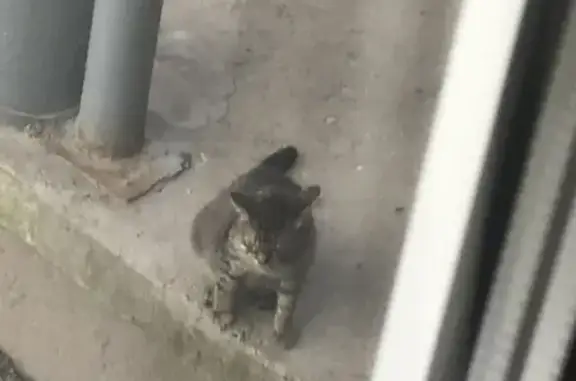 Кошка с ошейником на улице Маяковского, 24 найдена