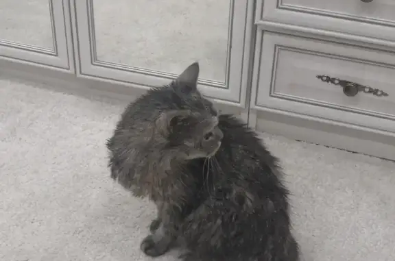 Найдена кошка на Тихой аллее в Нижнекамске