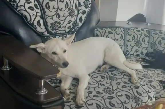 Пропала белая собака на ул. Радищева, Тобольск