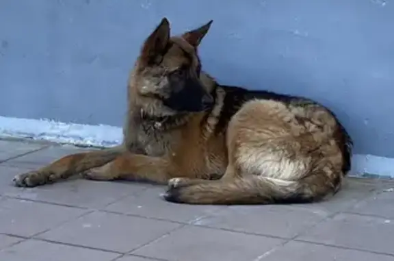 Собака Немец найдена на Южнодомодедовской улице, 11