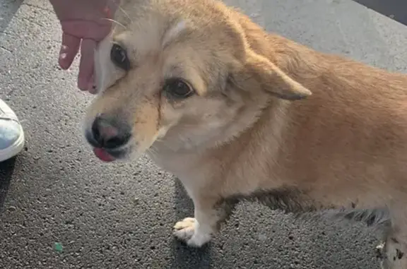 Собака найдена на улице Победы, 18 в Самаре