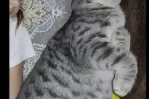 Пропала кошка на Сегежской, 17 в Петрозаводске