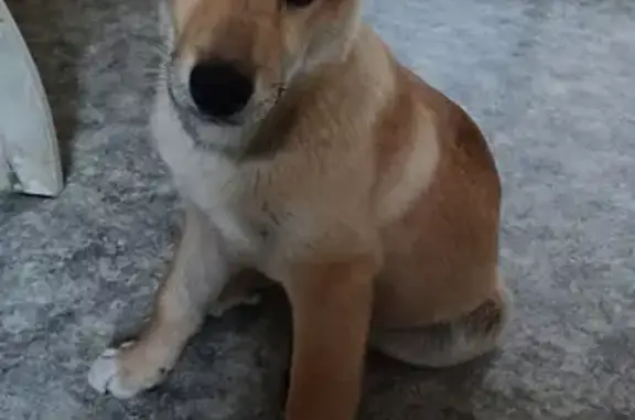 Найдена собака на пр. Мира, 12 в Омске
