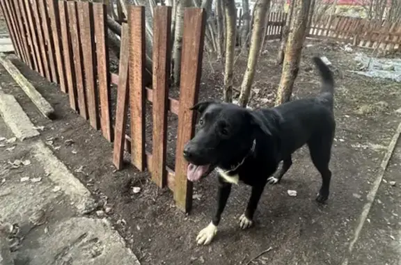 Собака найдена на ул. Полярные Зори, 23 в Мурманске