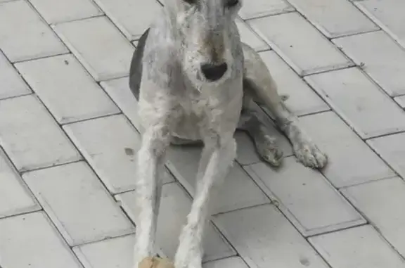 Пропала собака на Ленинградской улице, 10, Волгодонск
