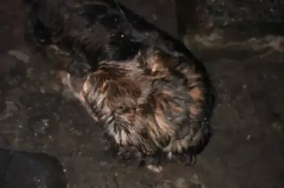 Найдена собака с ошейником на ул. Автомобильной, Калининград