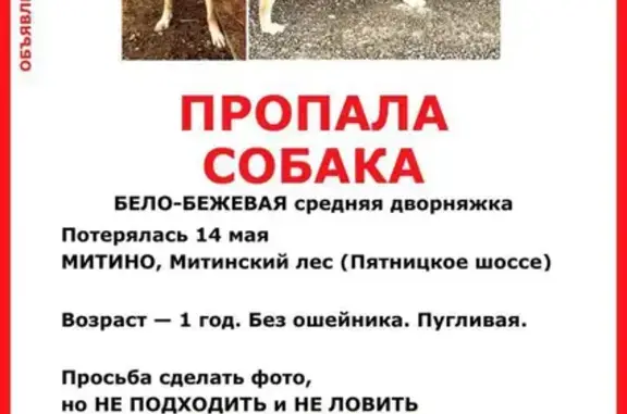 Пропала собака на Муравской, 11 в Рождествене