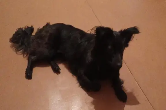 Пропала собака на Саушинской, 19, Волгоград