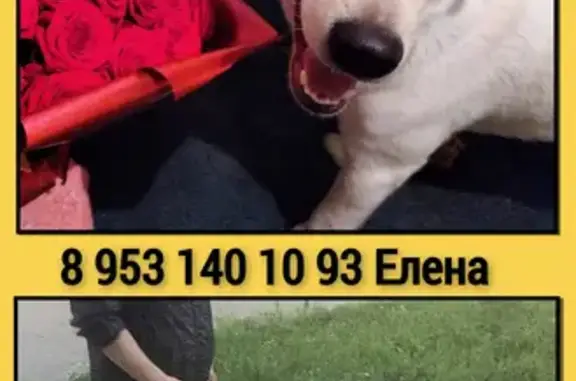 Пропала собака в Купчино, СПб: кобель с чипом на Малой Балканской улице.
