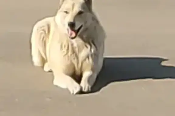 Найдена собака Лайка возле салона Шкода в Туле