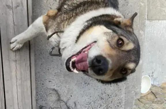 Собака Лайка на Вознесенской, 39 в Новосибирске