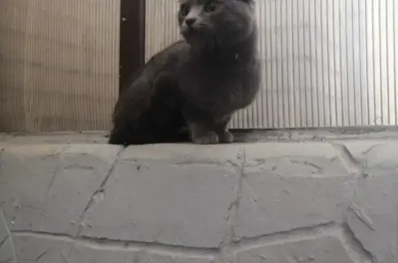 Найден серый кот с поврежденной лапой на ул. Калинина 208/1