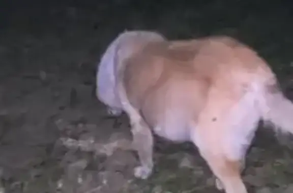 Найдена беременная собака в Сыктывкаре