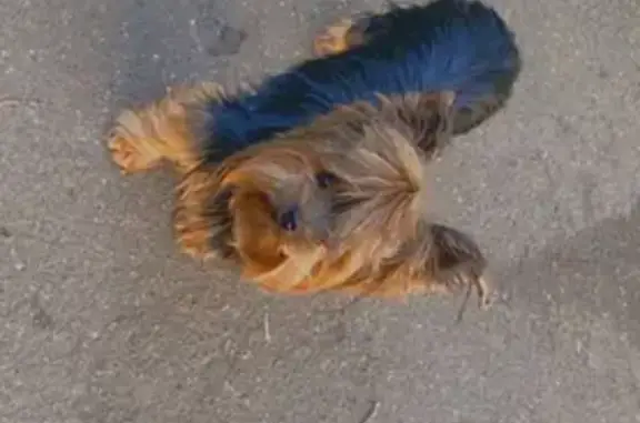 Пропала собака Йоркширский терьер в Московской области