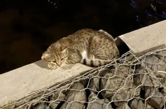 Пропала кошка на Павшинском бульваре, 16 в Красногорске