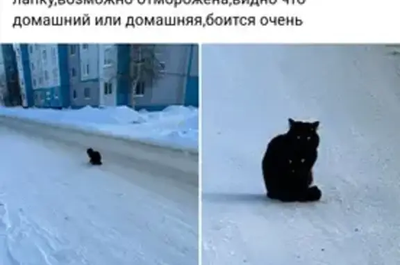 Пропала кошка на Ленинградской, Когалым
