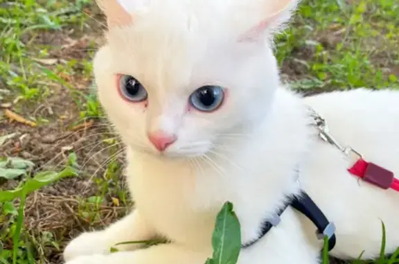Пропала белая кошка на Мечникова, 22 в Клину.