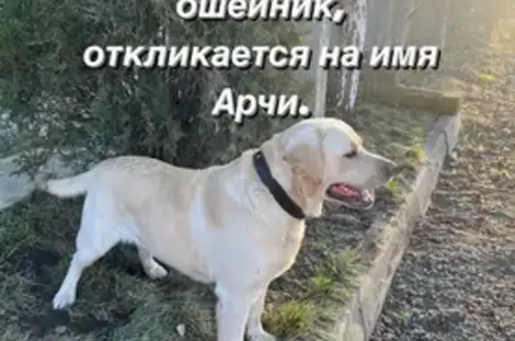 Пропала собака в Симферополе, район Каменка, 14 мая.