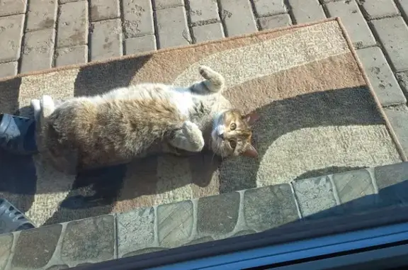 Найдена кошка на Колхозной улице, Татарская Пишля