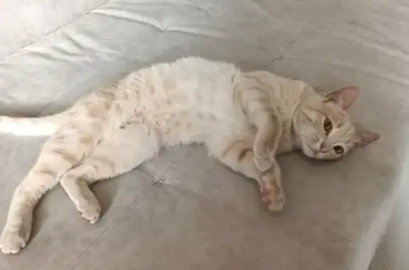 Найден ухоженный котик на ул. Чехова, 79А