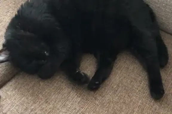 Кошки потеряшки, Александровка, фото: Потеряшка кошка Моисей в деревне Александровке, Комсомольская улица, 75