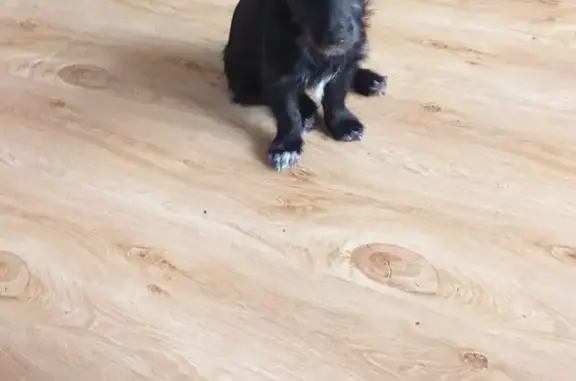 Потерянные животные Краснодар, фото: Пропала собака на Московской улице, Краснодар