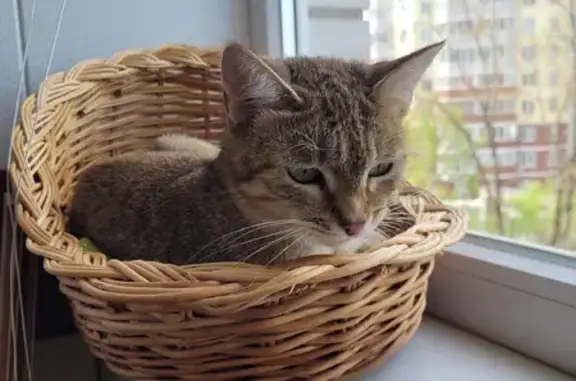 Найдена кошка на Степной 12 в Брянске