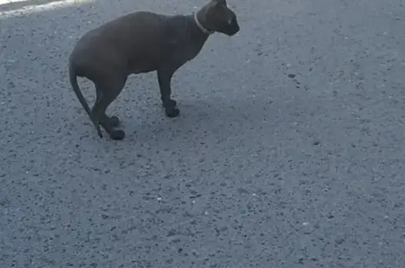 Найден кот сфинкс в Ижевске, Удмуртия