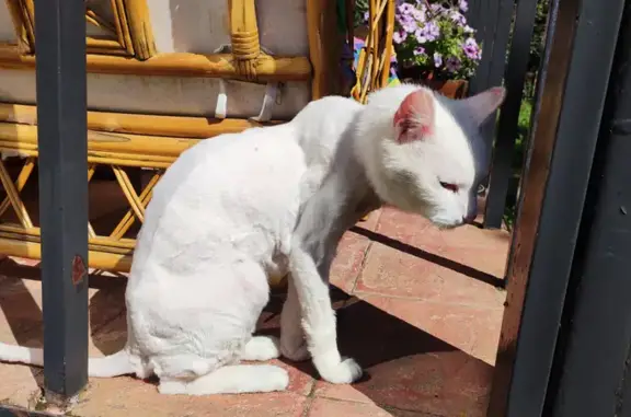 Белый кот найден в лесу Московской области
