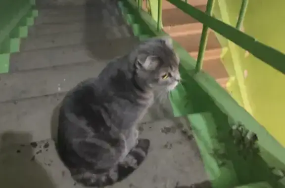 Уличная кошка в Бийске на Ленина
