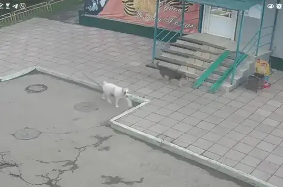 Собака найдена на Белорусской, 7