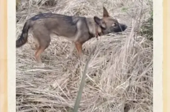 Пропала собака Луна в СНТ Смородинка, Верховье, Калужская область