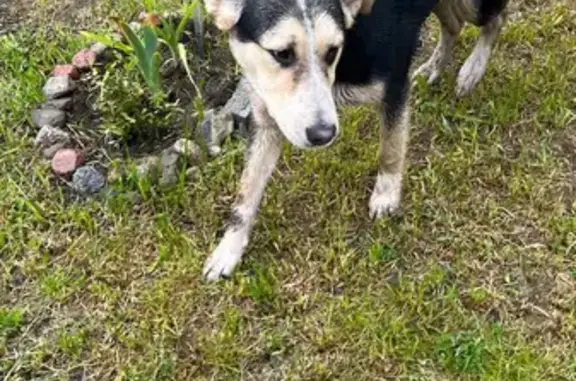 Собака найдена на Майском проезде, Светлогорск