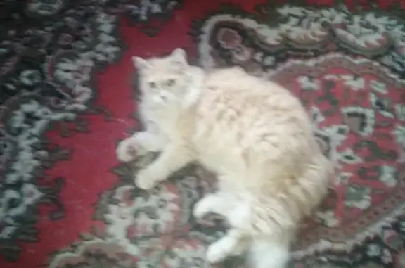 Пропал кот Филя в п. Кульчаны, Кемеровская область